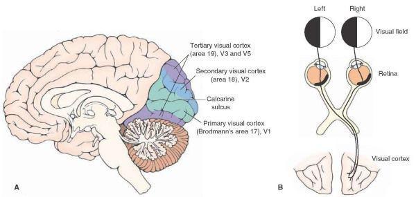 Η δομή του οπτικού εγκεφάλου καθορίζει τη μορφή και τα όρια της οπτικής αντίληψης.